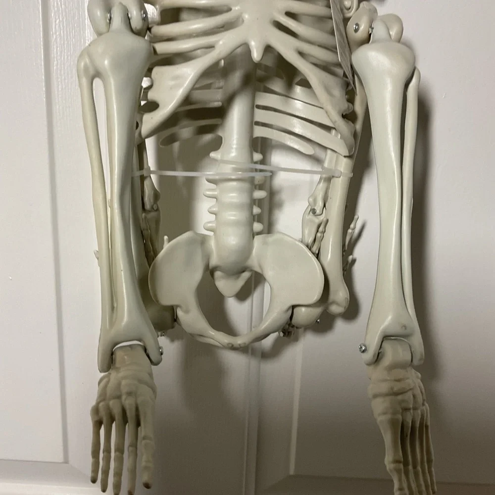 Skeleton Halloween Decoration 32 Inch Hanging Skeleton Decor NWT